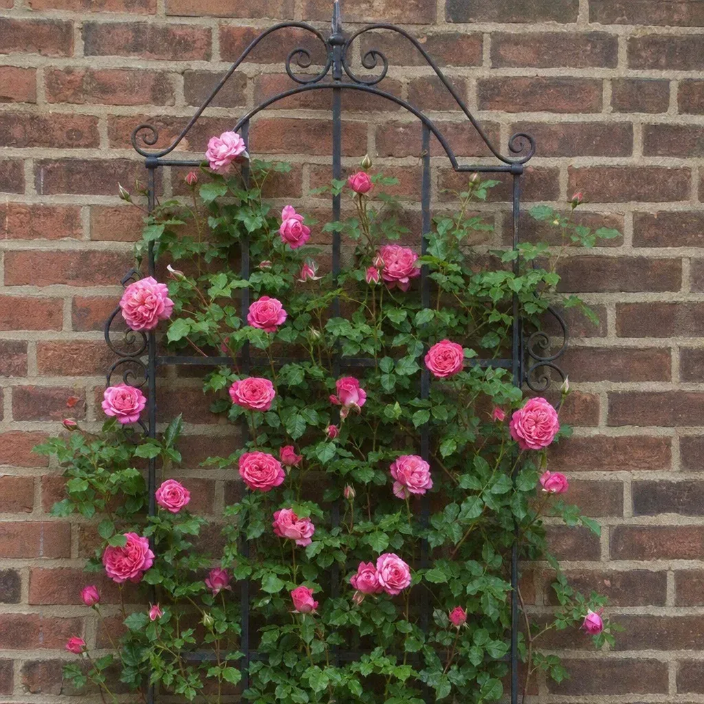 Hand-forged iron trellis supporting beautiful perennial climbing roses against a brick wall